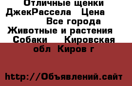 Отличные щенки ДжекРассела › Цена ­ 50 000 - Все города Животные и растения » Собаки   . Кировская обл.,Киров г.